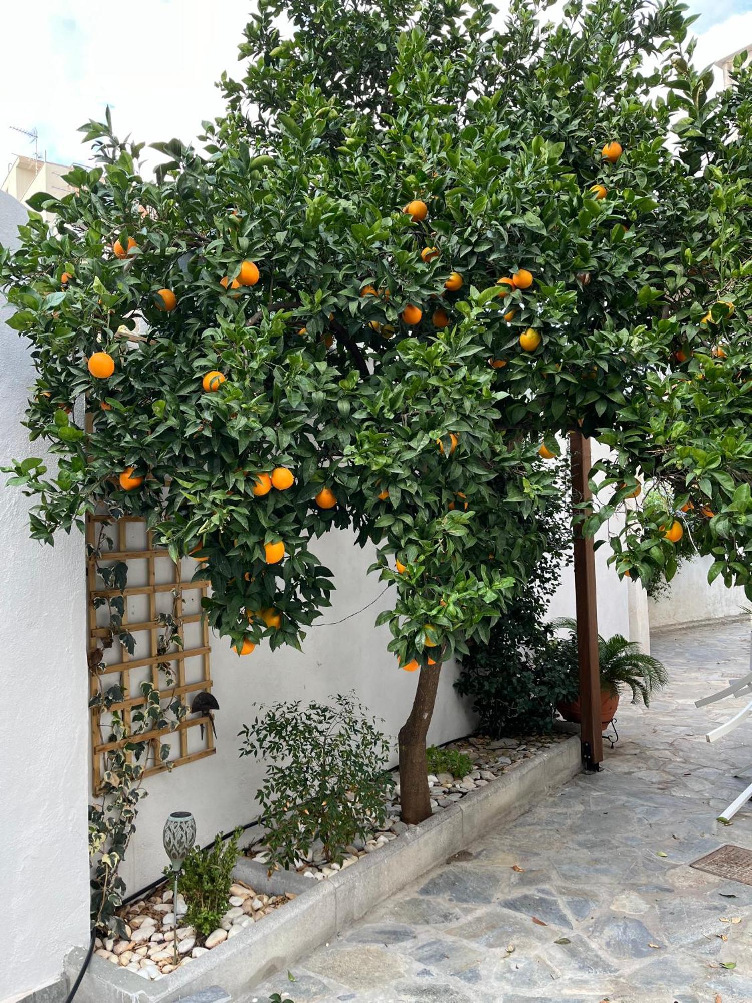 Maria's Jasmine